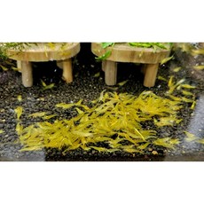 노랭이 새우 - 관상용 새우