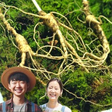 한울산삼 정품 산양산삼 6년 7년 산삼 10개 4g 상품 이미지