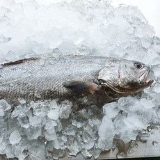 자연산 국산 민어 한마리 (50cm 이상 / 손질 후 중량 약 1.3kg 내외) / 전남목포, 2개, 50cm 이상 / 손질 후 중량 약 1.3kg 내외