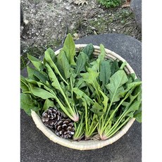 남해 보물초 시금치 - 신선한 남해산 프리미엄 시금치, 남해시금치 2Kg, 2kg, 1개