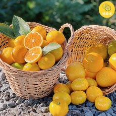 덕희네 GAP 인증 제주도 산지직송 노지감귤 꼬마 소과 1kg, FT101.꼬마소과_1kg, 상세페이지 참조