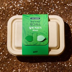 3651 쑥쑥 자라는 캣그라스 키우기 재배세트, 1개, 160g, 밀싹