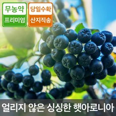 2024년 청정 무주 햇 아로니아 생과 10kg 무농약 인증 농장직송