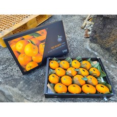 제주 산지직송 천혜향 선물용(대과) 3kg 5kg, 선물용 3kg(대과), 1개