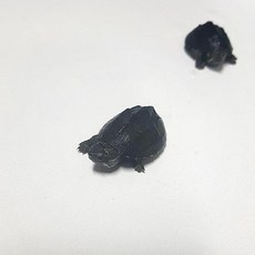 3706117da7ac868729532dd8221ca903c0474f54d22aae4680198f481604.jpg