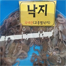 고흥 뻘낙지 소낙지 40g-60g내외 5미 탕탕이 산소포장