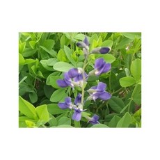 밥티시아 100 립