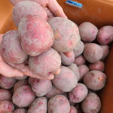 6월 수확한 햇 홍감자 포슬포슬 카스테라감자, 1박스, 홍감자(특대)5kg