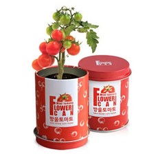 정성배송 플라워캔_방울토마토화분 식물 OWC # W0B