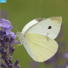 호랑나비애벌레먹이