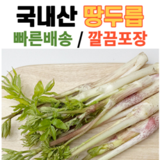 국내산 건강 땅두릅 빠른배송 깔끔포장, 1개, 2kg