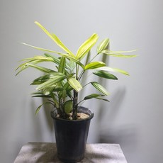 서황금
