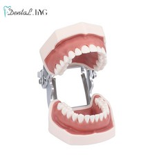 구강교육치아모형대형