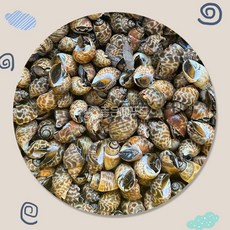 진공포장 자숙 범고동 74미 내외 초장4개 포함, 2세트, 500g