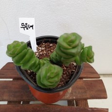 [성심] 무을녀(다육식물)