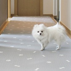 애견과함께하는페라글라이딩