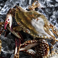 연평도 알배기 암꽃게 1kg 봄 가을 숫꽃게 급냉, 가을 활 숫꽃게 1kg(3-6미), 1개
