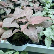 싱고니움핑크스팟