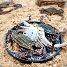 당일잡은 태안 싱싱 활 꽃게 2kg (톱밥포장) 생존율 up, 싱싱 활 꽃게(톱밥포장_생존율70%), 2kg(6~10마리)
