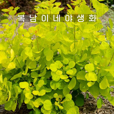 황금안개나무 골든스피릿 [1포트 복남이네야생화 모종 스모크트리 코티누스 cotinus]