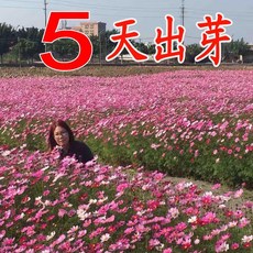 뽕나무분재