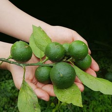 천하일품 첫수확! 제주 풋귤(청귤), 1개, 2kg(1개)