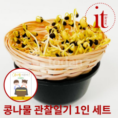 콩나물키우기관찰
