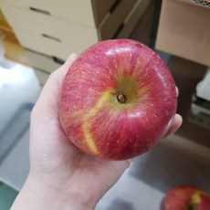 부사 사과 중과
  사과 부사 가정용 당도선별 1개 5kg 중소-중과 (16-22과) 흠과 