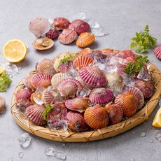 국내산 홍가리비 3kg(75미 내외), 1개