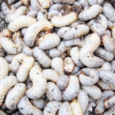  관찰용 장수풍뎅이 유충(애벌레) 100마리 