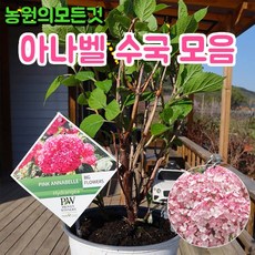 아나벨 수국 묘목 PW블랑쉐트 핑크아나벨 인크레더블 스토롱아나벨 리메타 라임리키 버블껌 마시멜로우, 02.인크레더블 스트롱아나벨, 1개