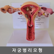 인체해부모형