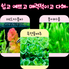 목련물배추