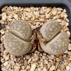 lithops