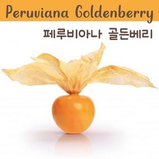 페루비아나 골든베리 Peruviana Goldenberry Tomatillo 금땅꽈리 희귀토마틸로 교육 체험용 세트, 1개