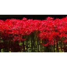 d5ff274e99b983a5c44e102dcb616f5184fbf8e7a281b2909c5dbbaef5b0.JPG