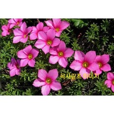 목사랑초