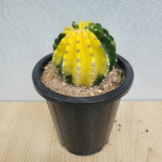 공작선인장