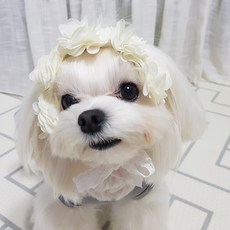 핑키밍키 풍성한 장식 강아지 헤어밴드&스카프 머리띠 삔, 1개입, 플라워 (크림화이트)