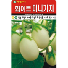 계란가지