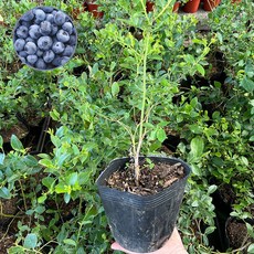 블루베리묘목재배