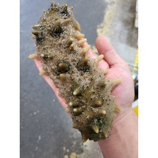 자연산 참해삼, 1개, 1kg