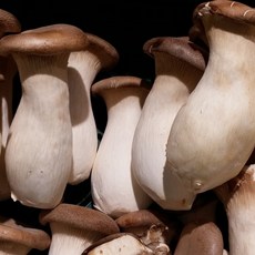 국산 새송이버섯 2kg 내외 산지직송 당일수확 쫄깃하고 신선한 새송이버섯, 1개