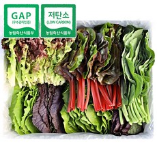 [청년프레쉬] 충북 충주 GAP 모듬 쌈채소 샐러드야채 600g 1kg 로메인 케일 양상추 치커리 적근대 적겨자, 모듬 쌈채소 600g, 1개