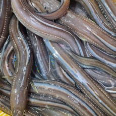 유튜브 수아아빠 활어 아나고 붕장어회 구이용 1KG 필렛, 선택암함, 1개
