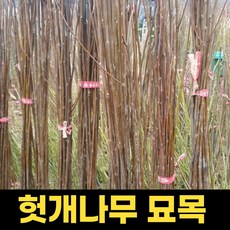 헛개나무묘목 2년 1주 헛개묘목 헛개나무묘, 1개