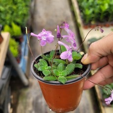 스트렙토카르푸스 핑크색 삭소롬 2401121303050, 1개