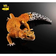 반다이 생물대도감 개코 도마뱀 테일 케스티드 거들 렙티 굿즈 게코 가챠 곤충 피규어, PB호피수궁도롱뇽#1 (, 사이즈 16CM