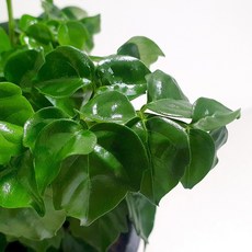 플랜트란스의자