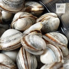 [단골농장] 서해안 고창 갯벌 해감된 동죽 조개 물총조개 7kg, 1개